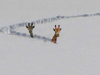 deep snow giraffes.jpg