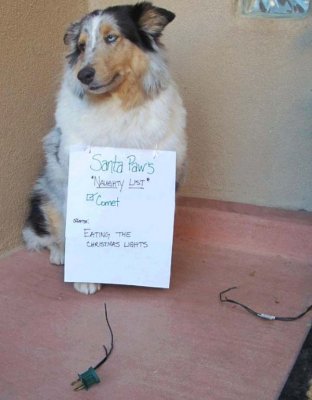 dog-shaming8.jpg