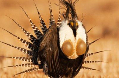 Sage grouse strut.jpg