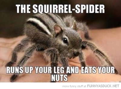 funny-squirrel-spider-run-up-leg-eats-nuts-pics.jpg