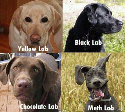 Dog Labs.jpg