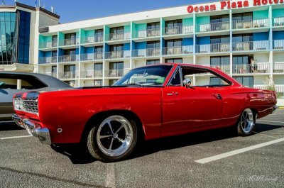 road runner at the beach 1.jpg