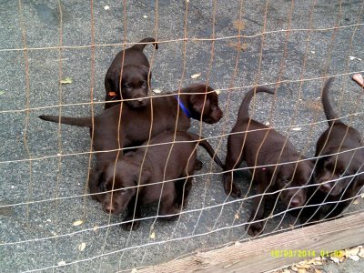 Dog Lab Puppy's Elvis & siblings.jpg