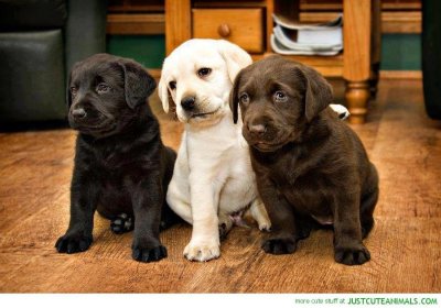 cute-black-golden-chocolate-labrador-puppies-picture-sweet-dog-puppy-animal-pics.jpg