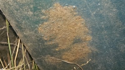 Rust Spot Passenger Door..jpg