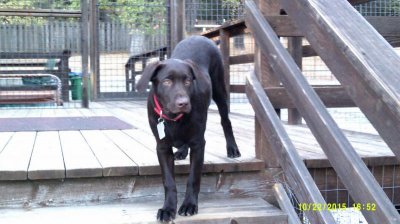 Elvis 10-22-2015 20 weeks on stairs #1.jpg