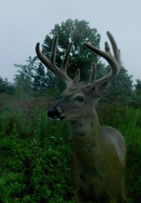 Mr10pointdeer.jpg