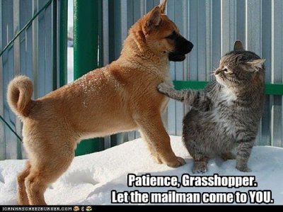 e5f05_funny-pictures-cat-teaches-dog-patience.jpg