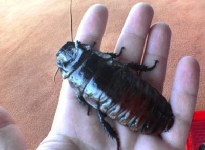 cockroach.jpg