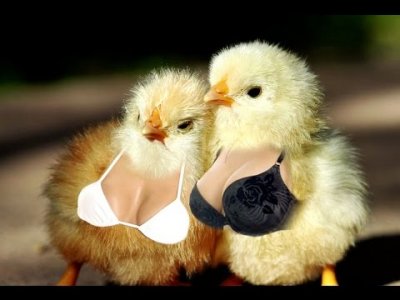 You_Tube_-_Birds_With_Boobs.jpg