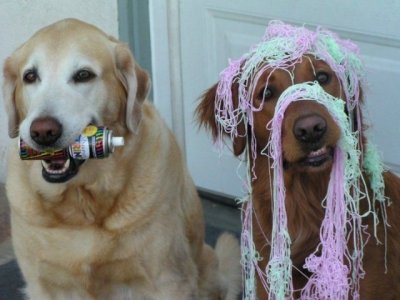 Dog Lab & Retriever silly string.jpg