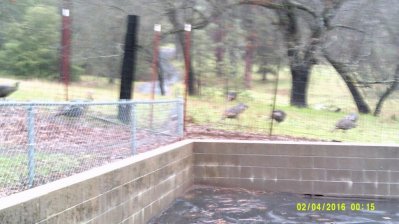 Sonora Turkeys #5.JPG