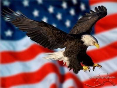 Flag Bald Eagle US Symbol & Alaska State Bird.jpg