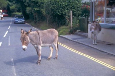 01_12_14---Donkey_web.jpg