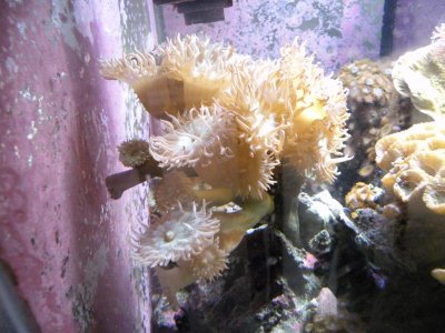 REEF PICTURES 006.jpg