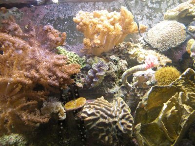 REEF PICTURES 003.jpg