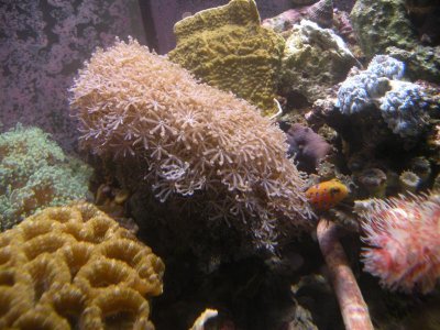 REEF PICTURES 012.jpg