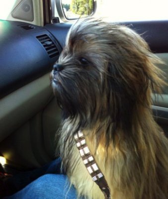 Star Wars Chewbacca Dog.jpg