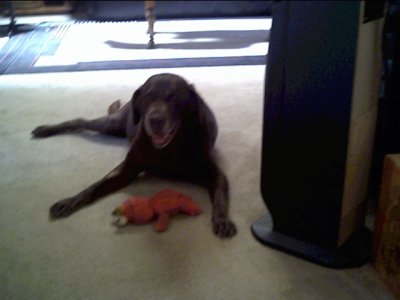 Dog Buddy #4 July 20 2012.JPG