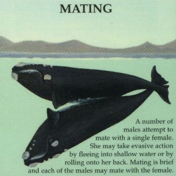 mating.jpg