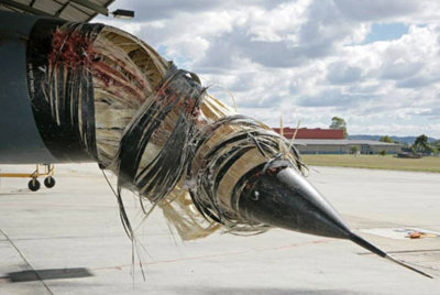 Vark Bird Strike3.jpg