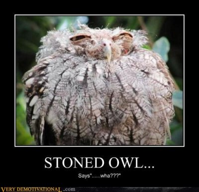 demotivational-posters-stoned-owl.jpg