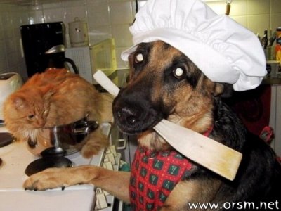 Dog_Chef-600x450.jpg