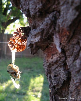 Emerging Cicada.jpg