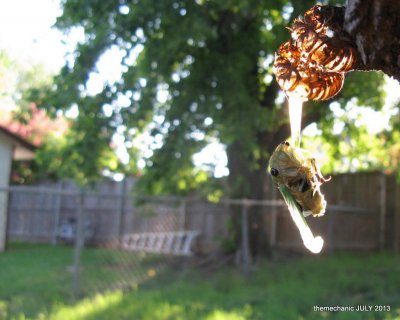 Emerging Cicada-001.jpg