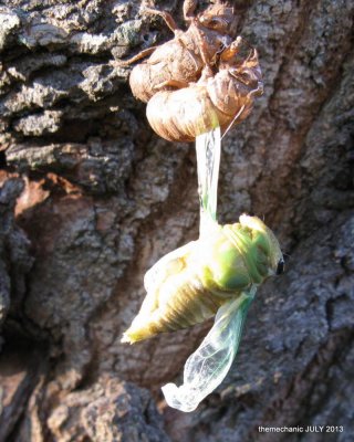 Emerging Cicada-002.jpg