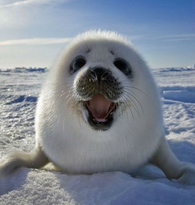 2400157-cuteness_overload_baby_seal_smiles_for_camera.jpg